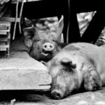 Cerdos durmiendo la siesta